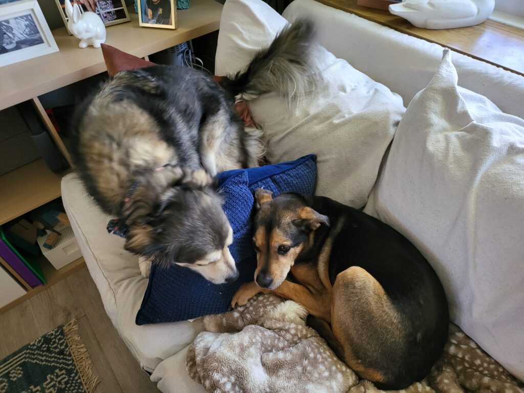 Yogi and Poppy – Pet Sitting Diary